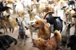 SÃO LUÍS: Município é condenado a solucionar problema de acúmulo de animais