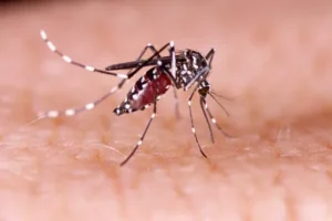 Maranhão registra 2ª morte por dengue