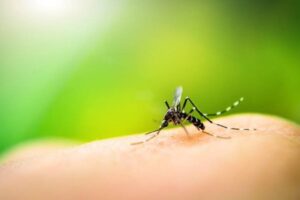 MA enfrenta surto de dengue com mais de 4 mil casos confirmados