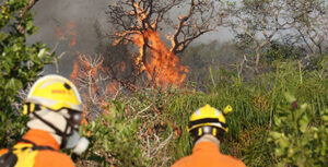 STF flexibiliza normas para contratação de brigadistas e liberação de crédito para combate a incêndios