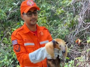 Corpo de Bombeiros também atua na campanha setembro amarelo
