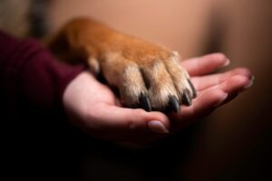 Júri condena homem que matou por causa de cachorro no Maranhão