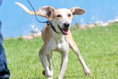 Cachorro jogado de ponte pela própria tutora vai para adoção um mês após crime: ‘Muito dócil’