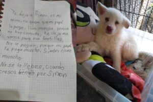 Garoto deixa cachorro em abrigo para salvá-lo de maus-tratos do pai