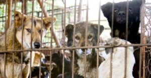 A inglória, mas cativante, luta pela causa animal no Maranhão…