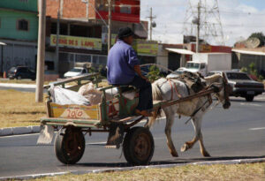 Juiz determina que Prefeitura de São Luís acabe com transporte de carroça por maus-tratos a animais