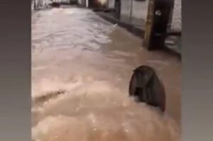Vídeo do dia: não é o Rio Grande do Sul; é o Coroado, Braide!!!
