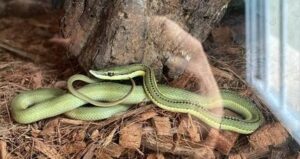 PF cumpre mandados em São Luís e Timon em combate a venda ilegal de animais silvestres