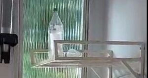 VÍDEO: Bebedouro em posto de saúde de Estreito na gestão de Léo Cunha é uma garrafa pet de 2 litros