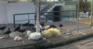 Lixo e urubus impedem visitantes de chegar no Balcão do Turista de Ribamar