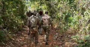 PF erradica mais de 7 mil pés de maconha em Terras do Maranhão