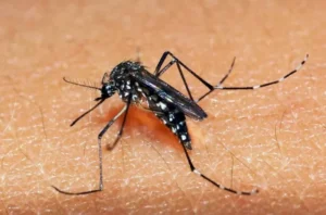 Agora tudo pode!!! Brasil Ultrapassa 4 Milhões De Casos De Dengue