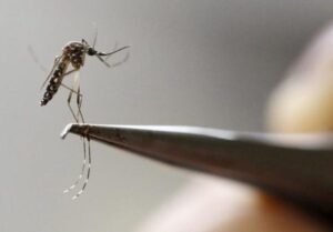 Brasil bate recorde de mortes por dengue em 2023