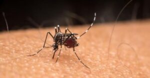 Casos de dengue continuam crescendo no Maranhão
