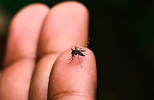 SES confirma 1ª morte por dengue no Maranhão; óbito foi em São Luís