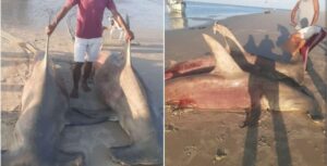 Pescadores capturam dois tubarões martelo em praia no interior do Maranhão