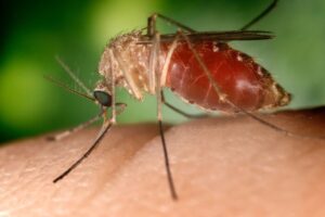 Casos de febre oropouche começam a surgir no Maranhão; saiba sintomas e riscos
