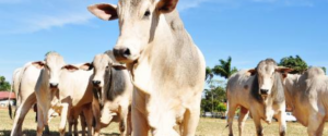 Maranhão obtém o reconhecimento nacional de zona livre de febre aftosa sem vacinação