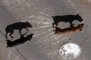 Justiça condena Município de Paço do Lumiar a cuidar de animais abandonados