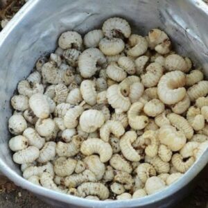 Vídeo: Pizza de larva de besouro vendida no Maranhão viraliza