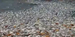 Milhares de sardinhas mortas são encontradas nas praias de Raposa e Ribamar