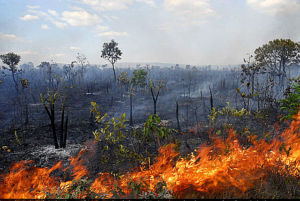 Maranhão tem recorde de desmatamento do cerrado