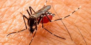 SES registra primeira morte por Dengue no Maranhão