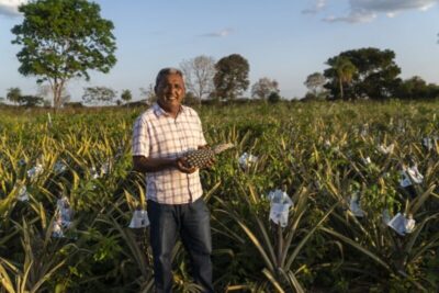 Nova ‘Capital do Abacaxi’ faz o Maranhão avançar no cultivo da fruta