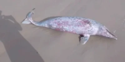 Golfinho é encontrado morto em praia de São Luís