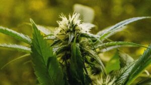O que acontece com quem for pego com maconha após a decisão do STF?