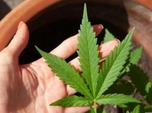 Defensoria Pública atua pela revisão de prisões por porte de maconha no Maranhão
