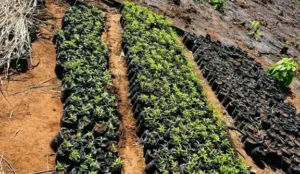 PF deflagra operações de combate ao plantio de maconha no MA