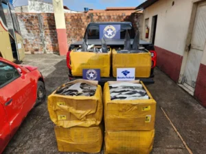 Receita Federal e Ibama apreendem 185 kg de barbatanas de tubarão-azul em São Luís