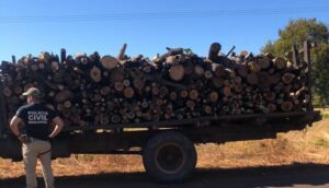 Operação Protetores do Bioma: Polícia apreende caminhão carregado com madeira nativa do Parque Estadual do Mirador