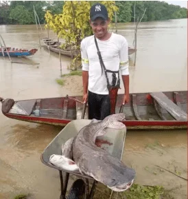 Surubim de 25 kg é capturado por pescador na Baixada Maranhense