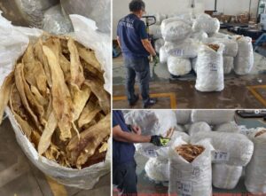 Receita Federal apreende no aeroporto de São Luís mais de uma tonelada de “grude”, bucho seco de pescada