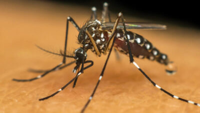 Confirmada 1ª morte por dengue no Maranhão; Outras 10 estão sendo investigadas