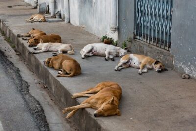 Justiça condena Município de Paço do Lumiar a cuidar de animais abandonados