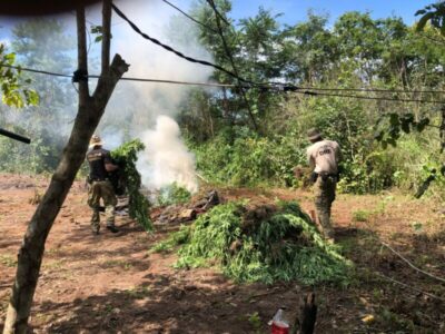 Operação erradica 7 mil pés de maconha em Grajaú