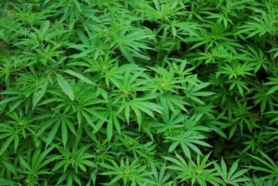 Esvaziando as cadeias!!! Mutirão do CNJ pode soltar 65 mil presos por porte de maconha