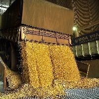 Produção agrícola no MA atinge R$ 11,4 bilhões em 2023