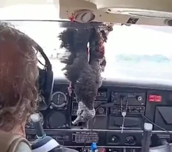 VÍDEO: avião colide com urubu e voa com ave pendurada dentro da cabine até o pouso