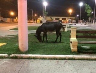 Itapecuru-Mirim/MA: Animais soltos nas ruas vão ser recolhidos e proprietários pagarão multa