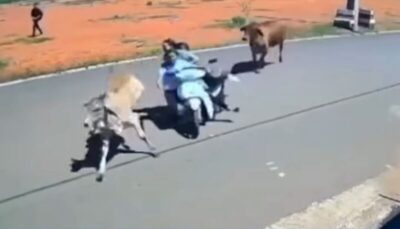 Animais soltos nas rodovias do Maranhão provocam acidente fatal e deixam feridos