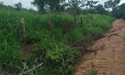 Operação federal retira cercas em área ilegal de criação de gado em terra indígena no Maranhão
