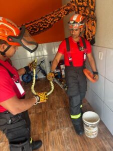 Corpo de Bombeiros faz alerta após capturar 1.830 animais peçonhentos e silvestres em 4 meses no Maranhão