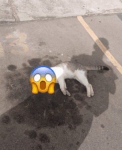Suspeita de maus-tratos a animais dentro do condomínio Bella Cintra Club, em São José de Ribamar
