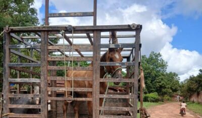 Prefeitura de Itapecuru Mirim proíbe circulação de animais soltos no perímetro urbano