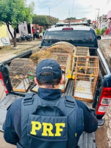 Operação Escudo recupera 11 veículos roubados no Maranhão