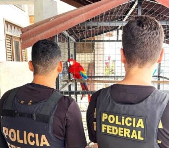 PF e Ibama suspendem atividades de empresas suspeitas de fraude ambiental